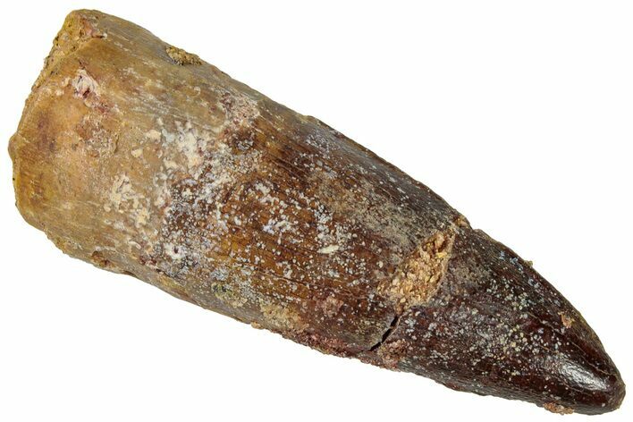 Fossil Spinosaurus Tooth - Real Dinosaur Tooth #310881